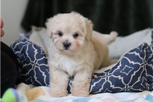Arlo - puppy for sale