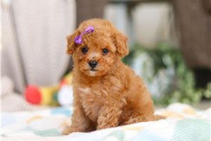 Cleo - puppy for sale