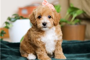 Caitlyn - Maltipoo for sale