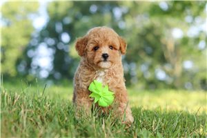 Eric - Malti Poo - Maltipoo for sale