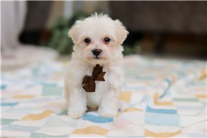 Thiago - puppy for sale