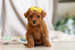 Cassidy - puppy for sale