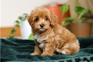 Chad - puppy for sale