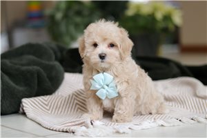 Matias - puppy for sale