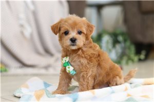 Collin - puppy for sale