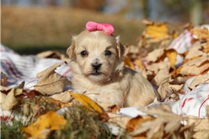 Talia - puppy for sale