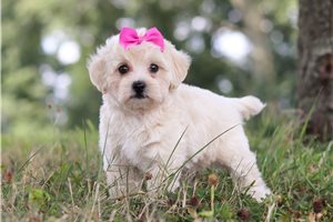 Tiki - Maltipoo for sale