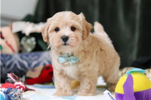 Andrew - puppy for sale