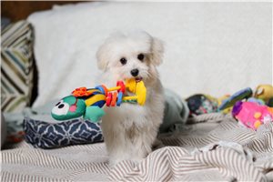 Tucker - puppy for sale