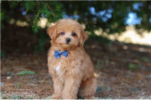 Gino - puppy for sale