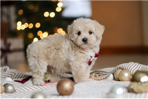 Charles - puppy for sale