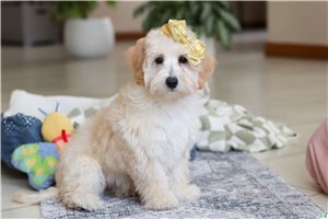 Bianca - Malti Poo - Maltipoo for sale