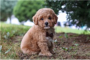 Fletcher - puppy for sale