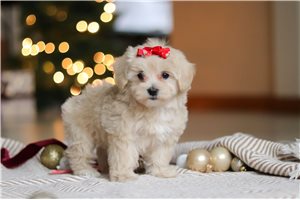 Carmen - puppy for sale