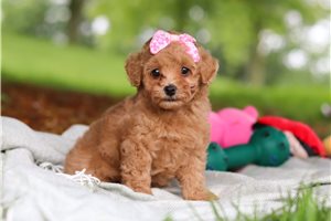 Daphne - puppy for sale