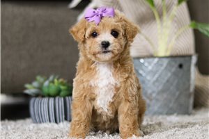 Miriam - Maltipoo for sale