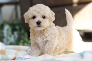 Cedar - puppy for sale