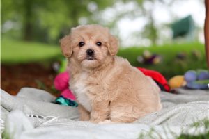 Donald - puppy for sale