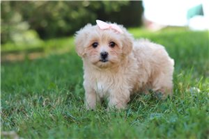 Hannah - Malti Poo - Maltipoo for sale