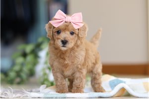 Carrie - puppy for sale