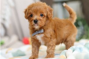 Cedric - puppy for sale
