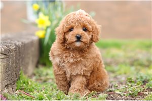 Buttercup - Malti Poo - Maltipoo for sale