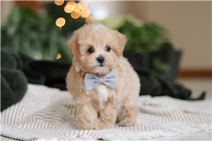 Maxwell - puppy for sale