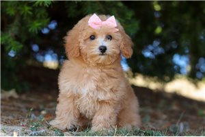 Fiona - puppy for sale