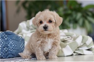Jazzy - Malti Poo - Maltipoo for sale