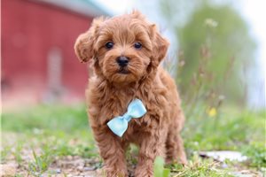 Salvatore - puppy for sale