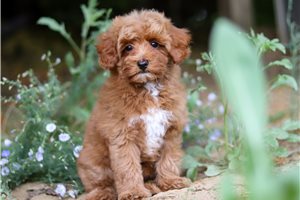 Sally - Maltipoo for sale