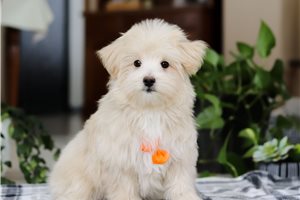 Theodore - puppy for sale