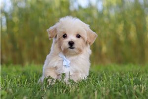 Francis - puppy for sale