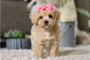 Miranda - puppy for sale