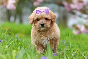 Saffron - puppy for sale