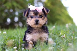 Daisy - puppy for sale