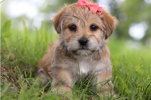 Bonnie - puppy for sale