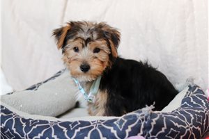 Shepherd - puppy for sale