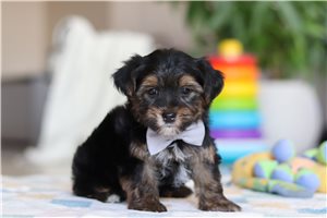 Alonso - Morkie / Yorktese for sale