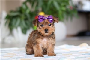 April - Morkie / Yorktese for sale