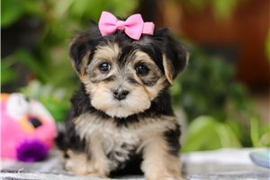 Kendra - puppy for sale