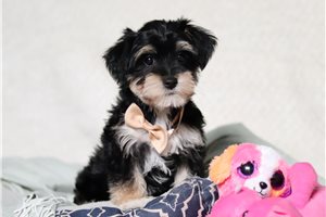 Kent - puppy for sale