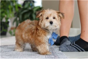 Zander - puppy for sale