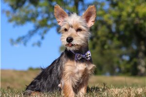 Alfred - puppy for sale