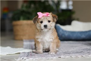 Samantha - puppy for sale