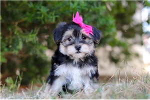 Diana - puppy for sale
