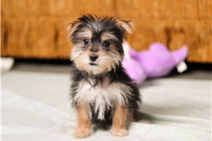 Forrest - puppy for sale