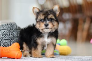 Franklin - puppy for sale