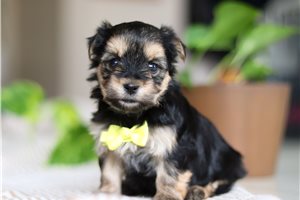 Bryson - Morkie / Yorktese for sale