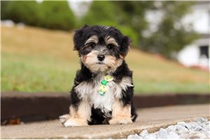Drummond - puppy for sale